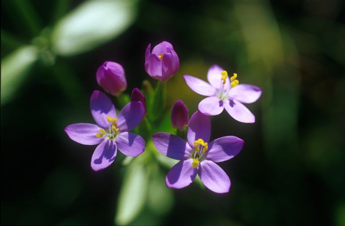 Image of Ezerjófű (Centaury / Centaurium umbellatum) DEVA Bach-virágeszencia