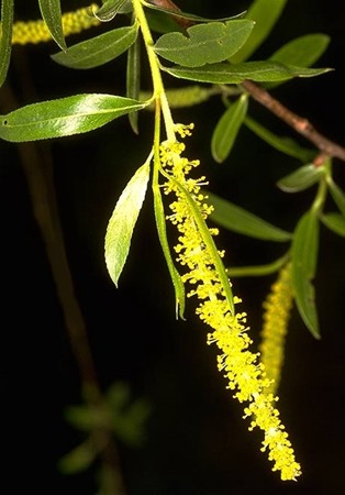 Image of Fehér fűz (Willow / Salix vitellina) DEVA Bach-virágeszencia