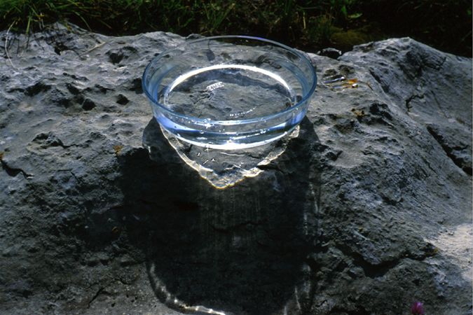 Image of Forrásvíz (Rock Water) DEVA Bach-virágeszencia