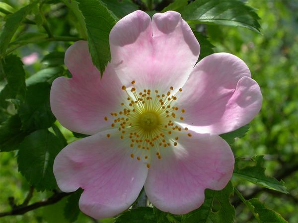 Image of Gyepűrózsa (Wild Rose / Rosa canina) DEVA Bach-virágeszencia