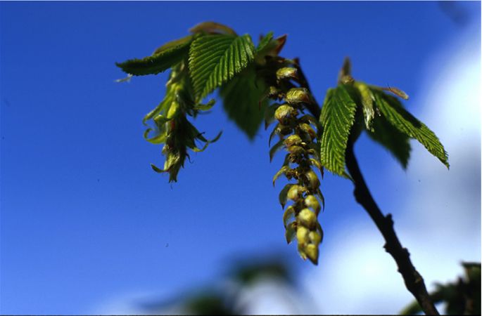 Image of Gyertyán (Hornbeam / Carpinus betulus) DEVA Bach-virágeszencia