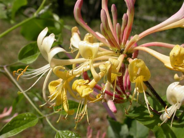 Image of Jerikói lonc (Honeysuckle / Lonicera caprifolium) DEVA Bach-virágeszencia