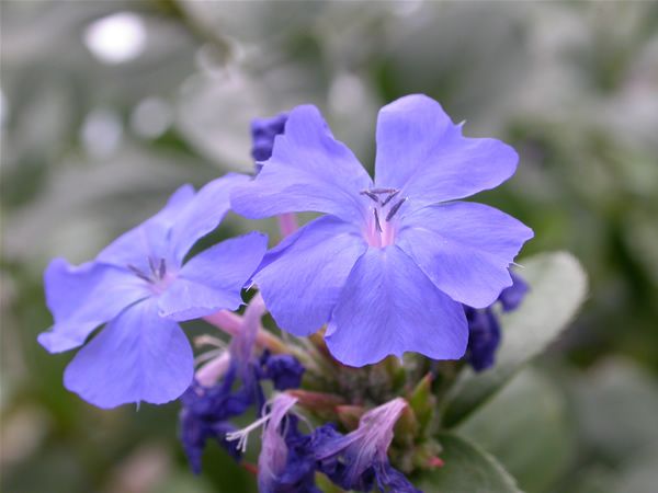 Image of Kékgyökér (Cerato / Ceratostigma villmottiana) DEVA Bach-virágeszencia