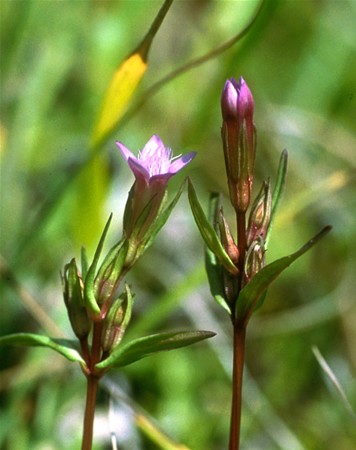 Image of Keserű tárnics (Gentian / Gentiana amarella) DEVA Bach-virágeszencia