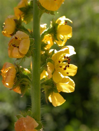 Image of Közönséges párlófű (Agrimony / Agrimonia eupatoria) DEVA Bach-virágeszencia