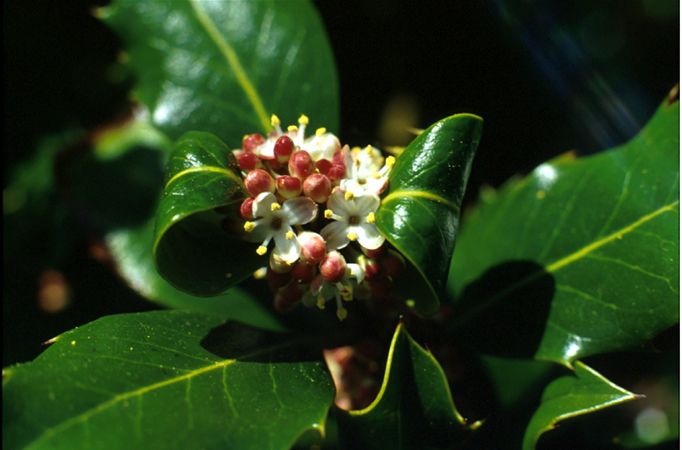 Image of Magyal (Holly / Ilex aquifolium) DEVA Bach-virágeszencia