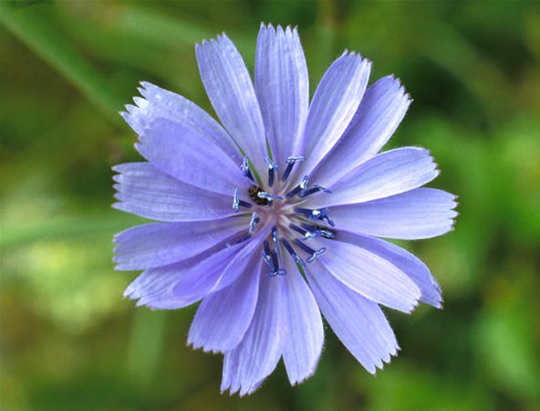 Image of Mezei katáng (Chicory / Cichorium intybus) DEVA Bach-virágeszencia