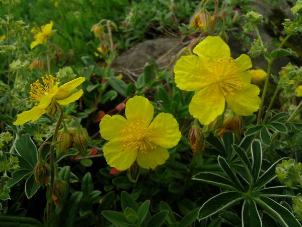 Image of Molyhos napvirág (Rock Rose / Helianthemum nummularium) DEVA Bach-virágeszencia