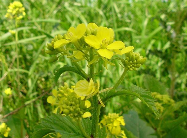 Image of Mustár (Mustard / Sinapis arvensis) DEVA Bach-virágeszencia