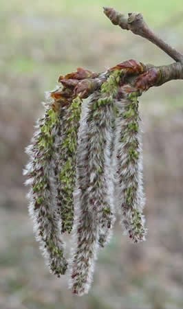 Image of Rezgő nyár (Aspen / Populus tremula) DEVA Bach-virágeszencia