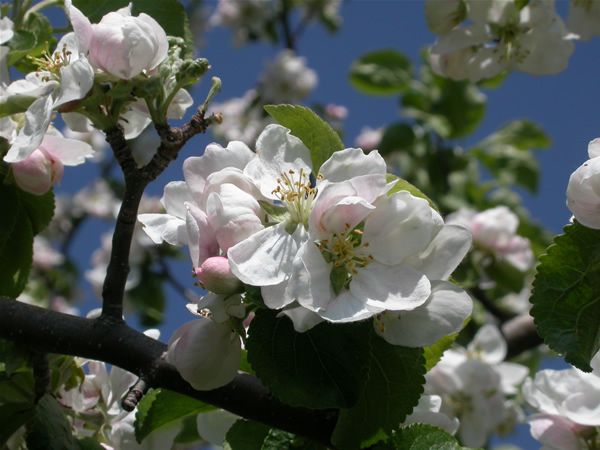 Image of Vadalma (Crab Apple / Malus sylvestris) DEVA Bach-virágeszencia