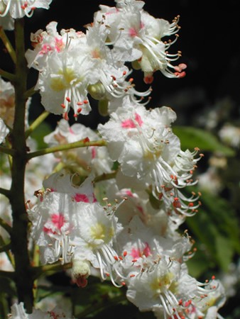 Image of Vadgesztenye (White Chestnut / Aesculus hippocastanum) DEVA Bach-virágeszencia