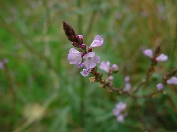 Image of Vasfű (Vervain / Verbena officialis) DEVA Bach-virágeszencia