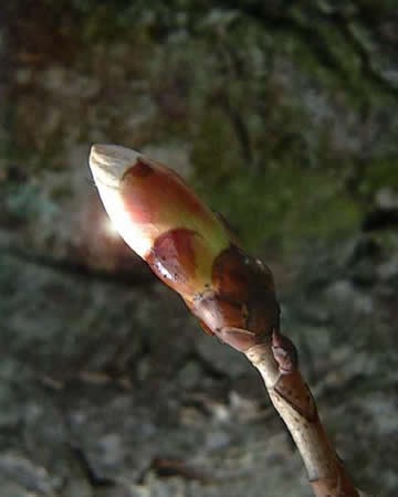 Image of Vadgesztenye rügye (Chestnut Bud / Aesculus hippocastanum) DEVA Bach-virágeszencia