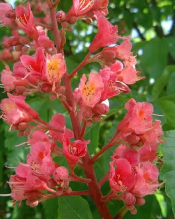Image of Vörös vadgesztenye (Red Chestnut / Aesculus carnea) DEVA Bach-virágeszencia