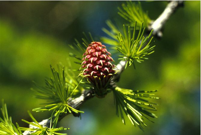 Image of Vörösfenyő (Larch / Larix decidua) DEVA Bach-virágeszencia