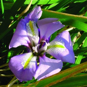 Image of Berber nőszirom (Iris unguicularis – Algerian Iris) Bailey virágeszencia 10ml.