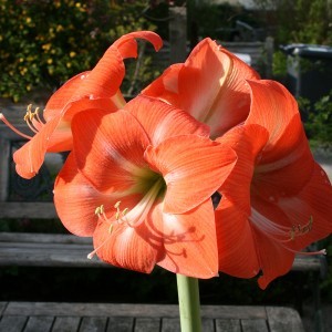 Image of Amarillisz (Hippeastrum “Piquant“ - Amaryllis) Bailey virágeszencia 10ml.