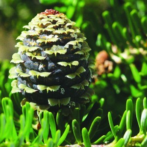 Image of Arizóniai fenyő (Abies koreana - Arizona Fir) Bailey virágeszencia 10ml.