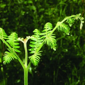 Image of Saspáfrány Aq (Pteridium aquilinum - Bracken Aq.) Bailey virágeszencia 10ml.