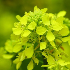 Image of Vadrepce (Sinapis arvensis – Charlock) Bailey virágeszencia 10ml.