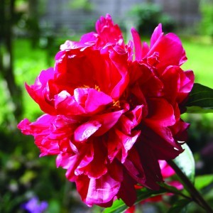 Image of Illatos bazsarózsa (Paeonia lactiflora “Suminoichi” - Deep Red Peony) Bailey virágeszencia 10ml.
