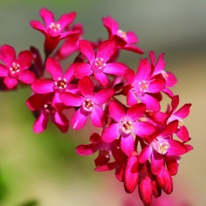 Image of Vérvörös ribiszke (Ribes sanguineum - Flowering Currant) Bailey virágeszencia 10ml.