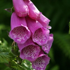 Image of Piros gyűszűvirág (Digitalis purpurea – Foxglove) Bailey virágeszencia 10ml.