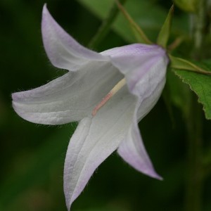 Image of Széleslevelű harangvirág (Campanula latifolia - Giant Bellflower) Bailey virágeszencia 10ml.
