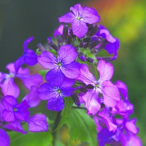 Image of Kerti holdviola (Lunaria annua – Honesty) Bailey virágeszencia 10ml.