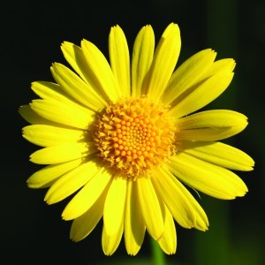Image of Zergevirág (Doronicum pardalianches – Leopardsbane) Bailey virágeszencia 10ml.