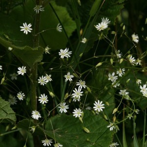 Image of Pázsitos csillaghúr (Stellaria graminea - Lesser Stitchwort) Bailey virágeszencia 10ml.