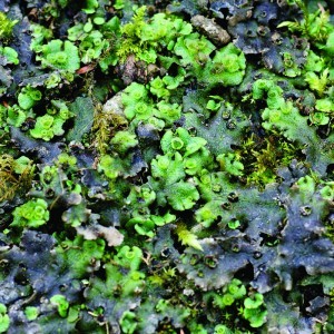 Image of Csillagos májmoha (Marchantia polymorpha L. - Lichen) Bailey virágeszencia 10ml.