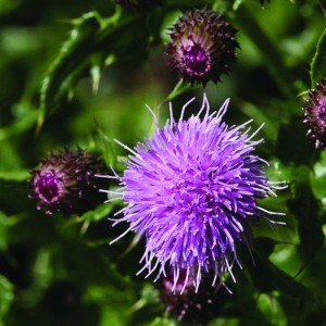 Image of Mocsári aszat (Cirsium palustre - Marsh Thistle) Bailey virágeszencia 10ml.