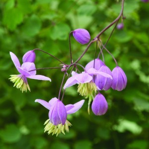 Image of Borkóró (Thalictrum dipterocarpum – Meadow rue) Bailey virágeszencia 10ml.