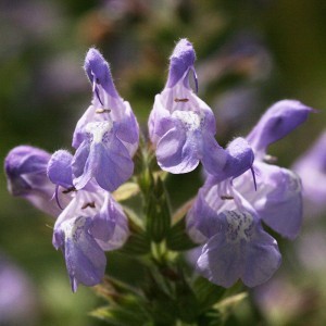 Image of Görög zsálya (Salvia fruticosa - Mediterranean Sage) Bailey virágeszencia 10ml.