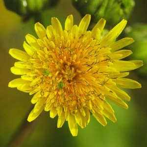 Image of Mezei csorbóka (Sonchus arvensis – Milk Thistle) Bailey virágeszencia 10ml.