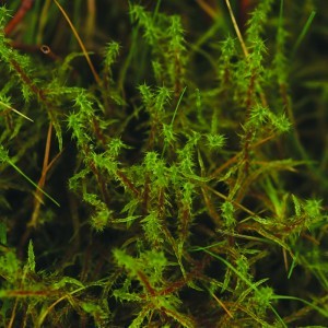 Image of Borzasmoha (Rhytidiadelphus squarrosus – Moss) Bailey virágeszencia 10ml.