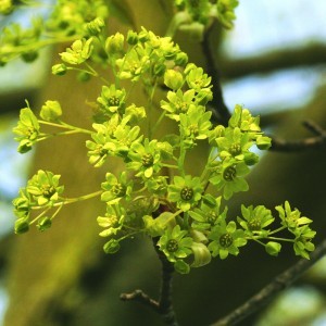 Image of Korai juhar (Acer platinoides – Norway Maple) Bailey virágeszencia 10ml.