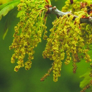 Image of Tölgyfa (Quercus robur – Oak) Bailey virágeszencia 10ml.