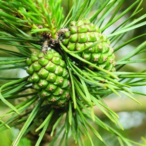 Image of Fenyőtoboz (Pinus silvestris – Pine Cones) Bailey virágeszencia 10ml.