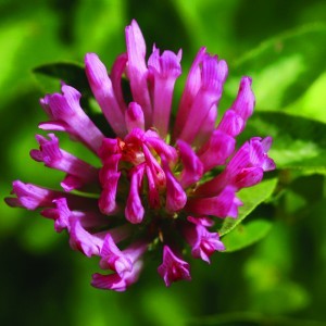 Image of Réti here (Trifolium pratense – Red Clover) Bailey virágeszencia 10ml.