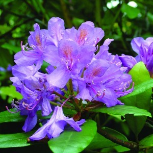 Image of Örmény havasszépe (Rhododendron ponticum – Rhododendron) Bailey virágeszencia 10ml.