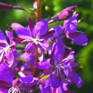 Image of Erdei füzike (Chamaenerion angustifolium - Rosebay Willowherb) Bailey virágeszencia 10ml.