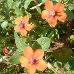 Image of Mezei tikszem (Anagallis arvensis - Scarlet Pimpernel) Bailey virágeszencia 10ml.