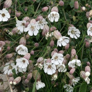 Image of Tengerparti habszekfű (Silene maritima - Sea Campion) Bailey virágeszencia 10ml.