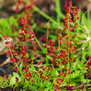 Image of Juhsóska (Rumex acetosella - Sheep’s Sorrel) Bailey virágeszencia 10ml.