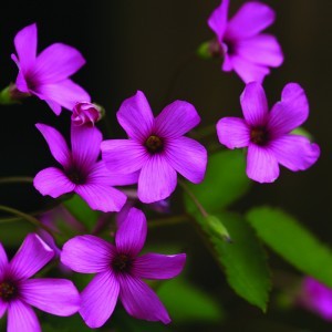 Image of Gyepes szappanfű (Saponaria ocymoides – Soapwort) Bailey virágeszencia 10ml.