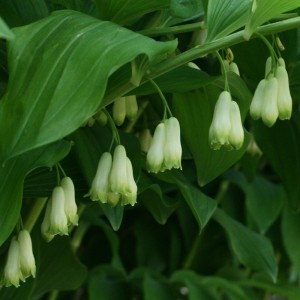 Image of Fürtös salamonpecsét (Polygonatum multiflorum - Solomon’s Seal) Bailey virágeszencia 10ml.