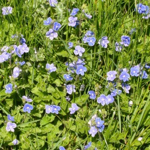 Image of Ösztörűs veronika (Veronica chamaedrys - Speedwell) Bailey virágeszencia 10ml.